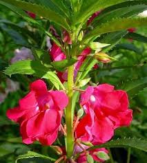 Red Impatiens balsamina Flower 