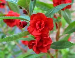 Balsam Flower Seeds 