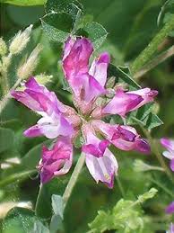 Pink Astragalus Flowers Seeds Exotic Flowering Plants for Vibrant Backyard Beauty for Colorful Heirloom Non GMO High Ger