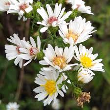 White Asphodelus Flower Seeds - Heirloom, Non-GMO, High Germination Flower Seeds for Planting