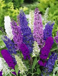 Mixed Buddleia Flower Seeds
