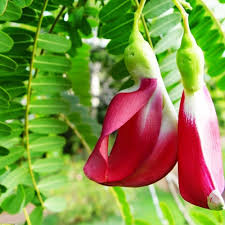 Organic Edible Plant Mixed Fresh Planting Various Edible Plants Flower Seeds Home Garden Seeds for Planting Heirloom -