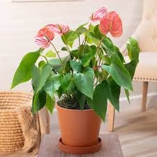 Giant Pink Blooming  Anthurium Flower Seeds - Heirloom and  Non GMO Seeds