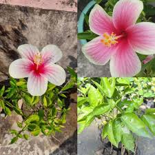 Pink Hibiscus Flower Seeds 