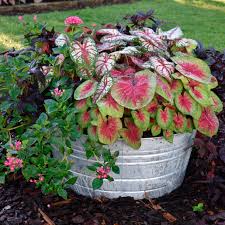 Mixed Caladium Flower Seeds Colorful Foliage - Heirloom Non GMO High Germination Organic Garden Seeds for