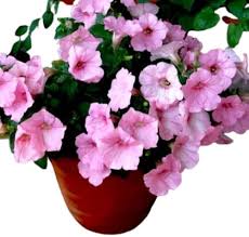 Pink Giant Petunia Flower Seeds Heirloom Non - Heirloom Non GMO High Germination Flower Seeds for Organic Home Garden Pl