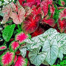 Mixed Caladium Flower Seeds