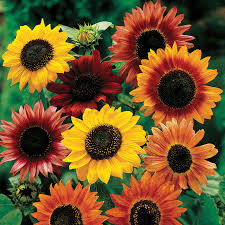 Mixed Sunflower Flower Seeds
