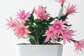 Pink Rhipsalidopsis Flower Seeds Heirloom - Heirloom Non GMO Premium Garden Seeds for Planting, High Germination Outdoor