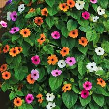 Mixed Thunbergia Flower Seeds for Planting Heirloom Non-GMO High Germination Organic Garden Seeds Colorful Blooms -