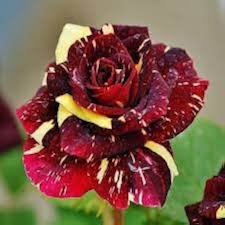 Yellow Marron Rose Flower Seeds Premium Floral Seeds Decorative Outdoor Landscapes Seeds for Planting Heirloom Non-GMO