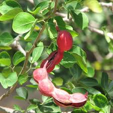 Red Guamuchil Fruit Pithecellobium Dulce Tree Madras Thorn Manila Tamarind Fruit Seeds