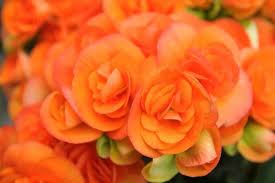Orange Begonia Flower Seeds