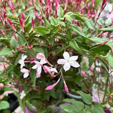 Pink Blooming Jasmine Flower Flower Seeds - Heirloom Non GMO High Germination Organic Garden Planting Seeds