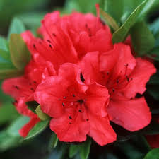 Red Azalea Flower Seeds