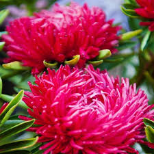 Aster Flower Seeds - Heirloom, Non-GMO, High Germination Flower Seeds for Planting