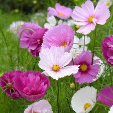 Cosmos Flower Seeds 