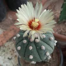 Astrophytum Flower Seeds Heirloom Non-GMO Seeds for Planting High Germination Organic Garden Seeds - Heirloom Non GMO