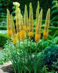 Yellow Eremurus Flower Seeds Exotic Backyard Beauty Seeds for Planting - Heirloom Non GMO High Germination Garden Seeds