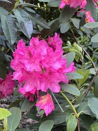 Pink Rhododendron Flower Seeds Heirloom - Heirloom Non GMO Premium Garden Seeds for Planting, High Germination Outdoor P