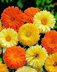 Mixed Calendula Flower Seeds – Rare Blooming Plants Balcony and Patio Gardening Seeds for Planting Heirloom Non-GMO