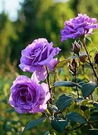 Lavender Rose Flower Seeds