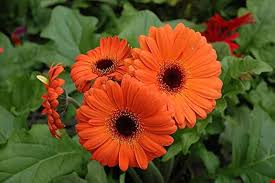 Orange Daisy Flower Seeds