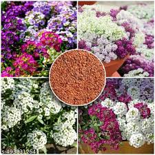 Mixed Alyssum Flower Seeds