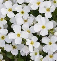White Aubrieta Flower Flower Seeds - Heirloom Non GMO High Germination Organic Garden Planting Seeds