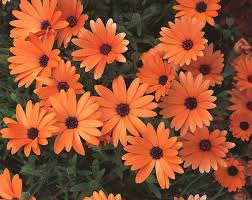 Orange Daisy Osteospermum Flower Seeds