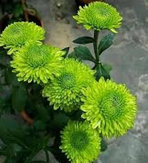 Green Chrysanthemum Flower Seeds for Planting | Exotic Flowering Plants Colorful Backyard Beauty - Heirloom Non GMO High