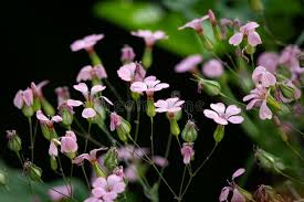 Pink Saponaria Flower Seeds Heirloom - Heirloom Non GMO Premium Garden Seeds for Planting, High Germination Outdoor Plan