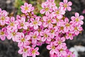Pink Saxifraga Flower Seeds Heirloom - Heirloom Non GMO Premium Garden Seeds for Planting, High Germination Outdoor Plan