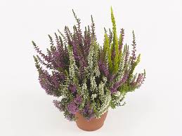 Mixed Calluna Vulgaris Flower Seeds