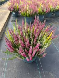 Mixed Calluna Vulgaris Flower for Planting Heirloom Non-GMO High Germination Organic Garden Colorful Blooms Seeds - He