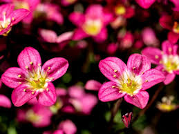 Pink Saxifraga Flower Seeds