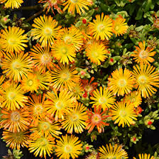 Orange Delosperma Cooper Flower Seeds - Heirloom Non GMO High Germination Premium Flower Seeds for Home Garden