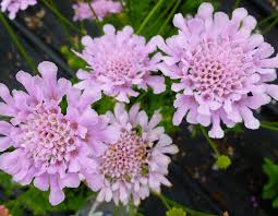 Pink Scabiosa Flower Seeds Exotic - Heirloom Non GMO Premium Garden Seeds for Planting, High Germination Outdoor Plants