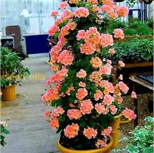 Mixed Climbing Geranium Flower Seeds – Heirloom, Non-GMO, High Germination Seeds - Heirloom Non GMO High Germination