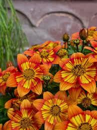 Mixed Bidens Flower Seeds Heirloom Non GMO High Germination Organic Garden Seeds for Colorful Garden Landscaping and Dec