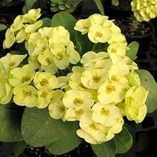 Yellow Crown Thorns Flower Seeds for Planting | Heirloom Non-GMO High Germination Organic Garden Seeds Easy Grow