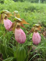 Purple Lady's Slipper Flower Seeds