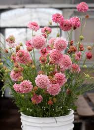Pink Scabiosa Atropurpurea Flower Seeds Heirloom Non GMO High Germination Organic Garden Seeds for Planting - Heirloom N