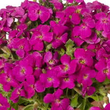 Pink Aubretia Flower Flower Seeds - Heirloom Non GMO High Germination Organic Garden Planting Seeds