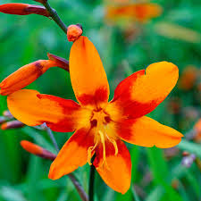 Orange Crocosmia Flower Seeds for Planting Heirloom Non-GMO High Germination Organic Garden Seeds Colorful Blooms -