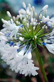 White Agapanthus Flower Seeds – Rare Blooming Plants for Balcony and Patio Gardening - Heirloom Non GMO High Germination