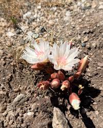 Rediviva Flower Seeds Rare Blooming Plants for Balcony and Patio Gardening for Colorful Landscape | Heirloom Non-GMO...