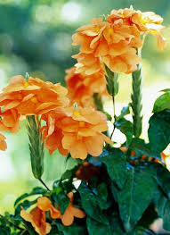 Orange Crossandra Flower Seeds for Planting Heirloom Non-GMO High Germination Organic Garden Seeds Colorful Blooms -