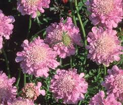 Pink Scabious Flower Seeds