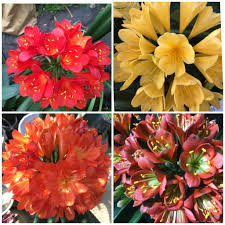 Mixed Clivia Flowers 